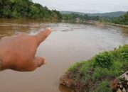 Kayu Hanyut di Sungai Malili, Diduga Hasil Pembalakan Liar