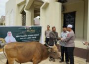 Hari Raya Qurban, Polres Luwu Timur Berqurban 18 Ekor Sapi