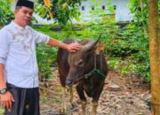 Idul Adha, Anggota DPRD Luwu Timur, Wahidin Wahid Berqurban Satu Ekor Sapi
