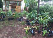 HUT Polri, Kajari Bitung Dr Yadyn Serahkan Bibit Buah Alpukat dan Durian ke Polres Luwu Timur