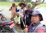 Gropyokan Serentak di Tomoni Timur Berhasil Musnahkan 1.000 Ekor Tikus