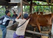 Menanggulangi PMK di Kabupaten Luwu Timur, Dinas Pertanian dan Ketahanan Pangan Melalui Bidang Peternakan dan Hewan Kembali Melaksanakan Program Vaksinasi