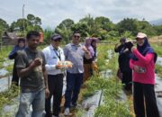 Reformer PKA Lutim Perkenalkan dan Implementasikan Metode Smart Farming pada Tanaman Cabai