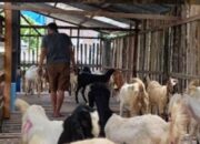Anggota DPRD Luwu Timur, Badawi Alwi Bersyukur Bantuan Kambing Kepada Masyarakat Desa Cendana Hijau Dapat Terealisasi