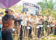 Panen Jagung Serentak, Program Ketahanan Pangan Polda Sulsel di Desa Kalaena