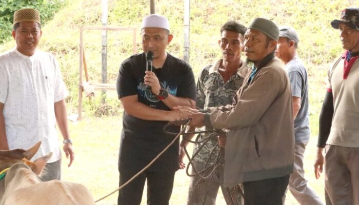 Polres Lutim Melaksanakan Penyembelihan Hewan Kurban Sebanyak 19 Ekor Sapi dan 2 Ekor Kambing 
