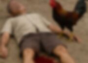Sabung Ayam Berujung Maut, Seorang Warga Malili Tewas Tertusuk Taji