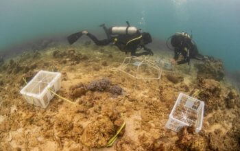 Langkah Strategis Pulihkan Laut Demi Generasi Mendatang: PT Vale Tanam 25 Struktur Terumbu Karang dan Bersihkan Pesisir Pulau Bulupoloe