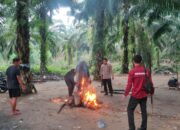 Arena Sabung Ayam di Kebun Sawit Burau Dibongkar Polisi