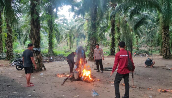 Arena Sabung Ayam di Kebun Sawit Burau Dibongkar Polisi