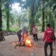 Arena Sabung Ayam di Kebun Sawit Burau Dibongkar Polisi