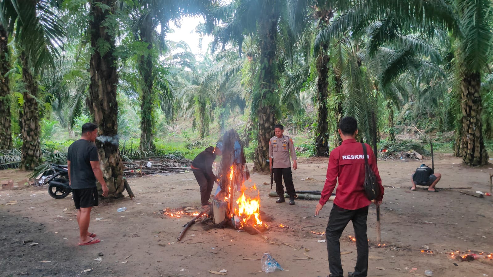 Arena Sabung Ayam di Kebun Sawit Burau Dibongkar Polisi