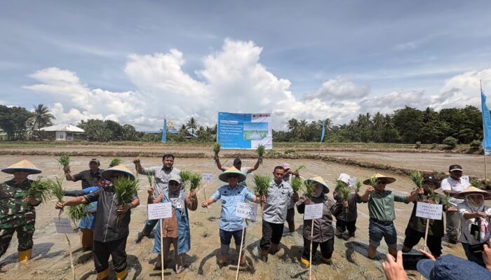 Dari Lahan Kolaka untuk Ketahanan Pangan Indonesia: PT Vale Kolaborasi Padi Berkelanjutan untuk Hadirkan Transformasi Pertanian Berbasis Inovasi