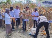 Panen Jagung di Wotu, Polres Luwu Timur Perkuat Sinergi Ketahanan Pangan