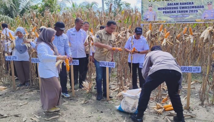 Panen Jagung di Wotu, Polres Luwu Timur Perkuat Sinergi Ketahanan Pangan